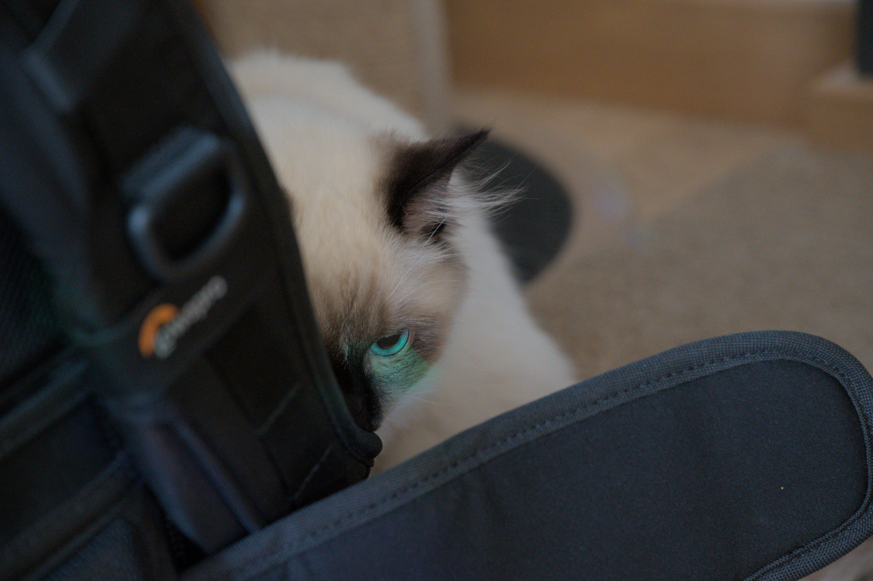 2025/10/12 - cats/DSC_0004.jpg